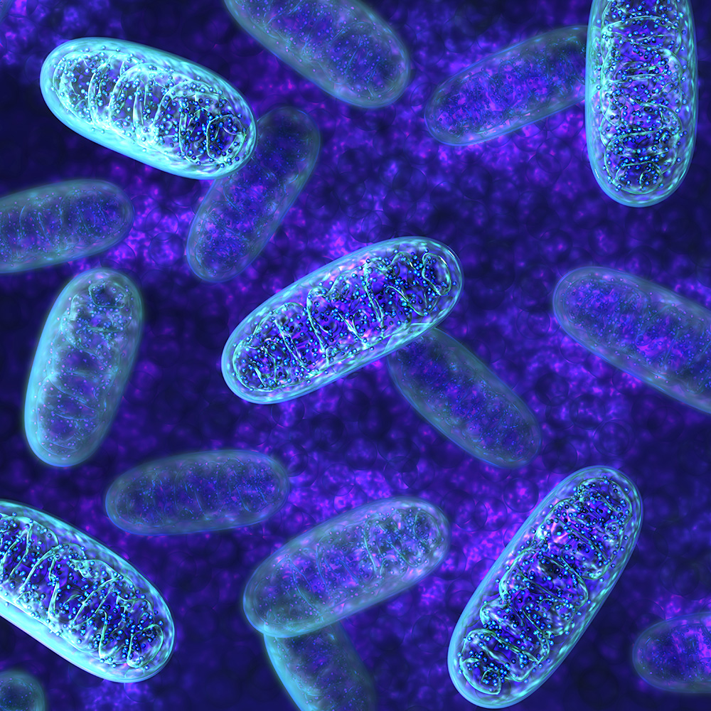 Pendar is using Raman to Open windows into mitochondrial function